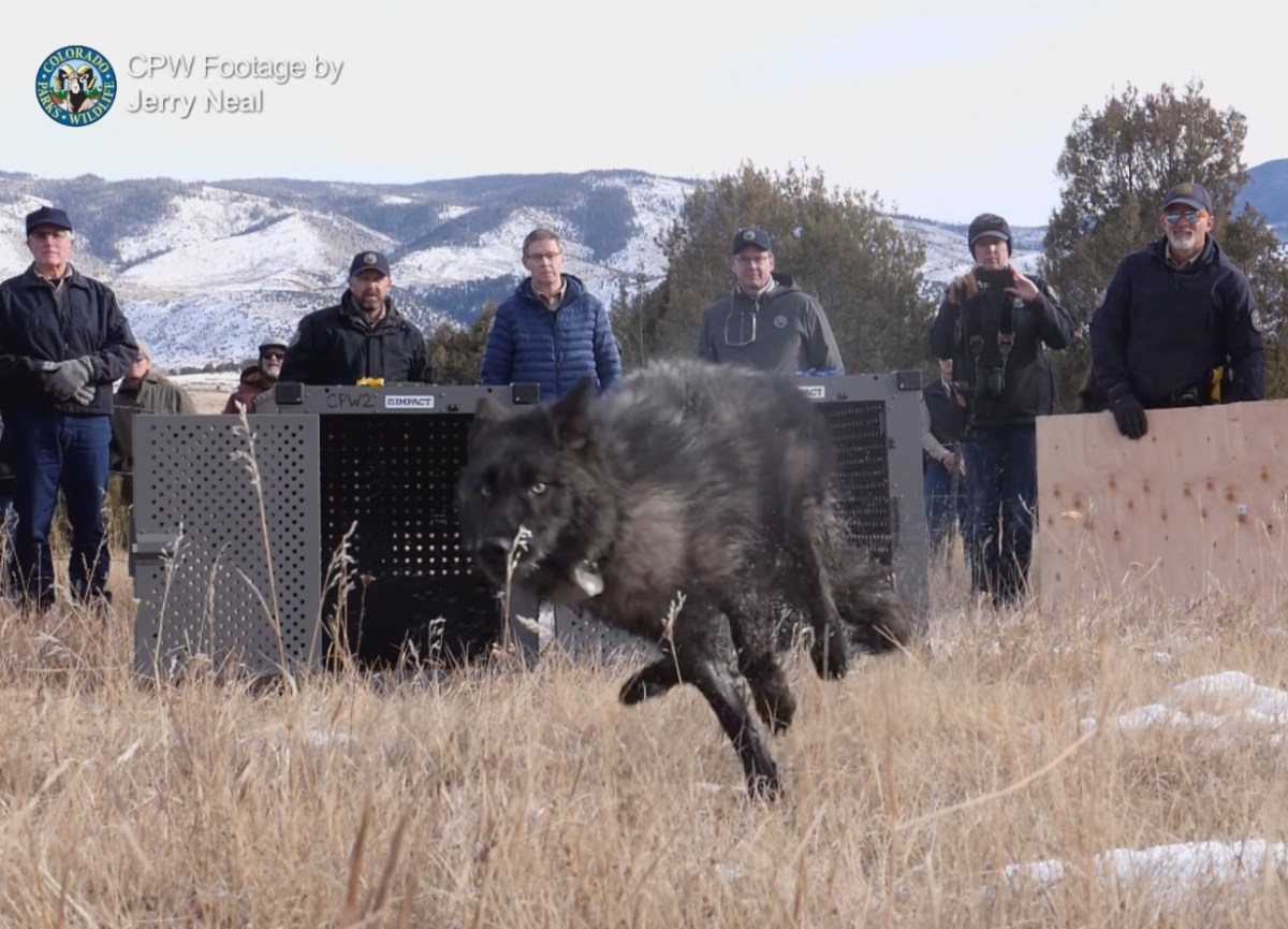 First Grey Wolves Reintroduced In Colorado 3 Years After Voter Approval
