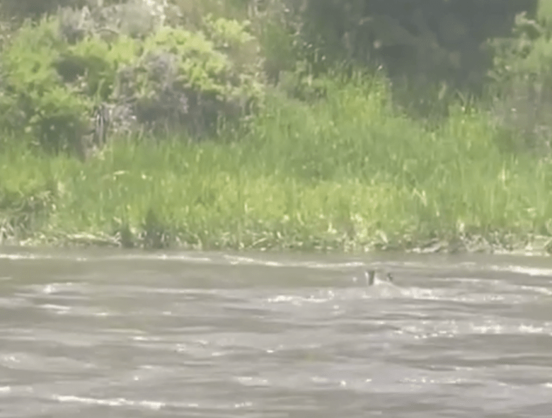 Mountain Lion Spotted Crossing A Rushing Colorado River In Rare Sighting